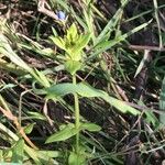 Lysimachia foemina Likasa