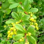 Berberis aggregata Flower