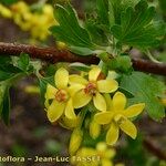 Ribes aureum Floare