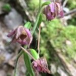 Epipactis helleborineKvět