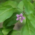 Lycium chinense പുഷ്പം