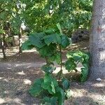 Paulownia tomentosaHoja