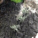 Tillandsia recurvata Blad