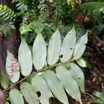 Xylopia pulcherrima 葉