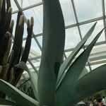 Agave guiengola Hábito