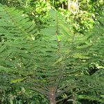 Phyllanthus mimosoides Облик