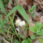 Antennaria plantaginifolia ফুল