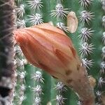 Cleistocactus spp. Flor