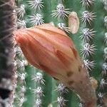 Cleistocactus spp. പുഷ്പം