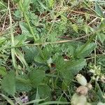 Verbascum blattaria Листок