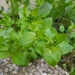 Stellaria media Hoja