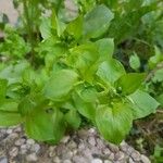 Stellaria media Leaf