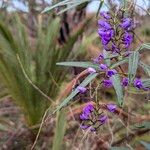 Hardenbergia comptoniana花