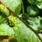 Rubus caesius Gyümölcs