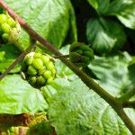 Rubus caesius Fruit