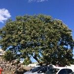 Cordia africana Habitus