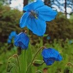 Meconopsis grandis