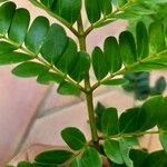Jupunba trapezifolia 葉