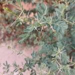 Acacia tortilis Hoja