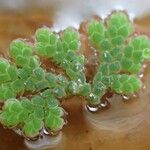 Azolla filiculoides Buveinė