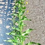 Hieracium inuloides Habit