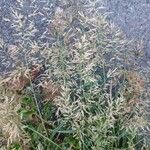 Eragrostis minor പുഷ്പം