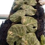 Monstera dubia Ліст