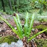 Asplenium scolopendriumDeilen