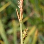 Carex vaginata Rinde