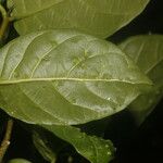 Forsteronia myriantha Leaf