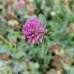 Trifolium pratenseFlower