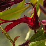 Lobelia petiolata Flower