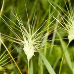 Aegilops geniculata Fruit