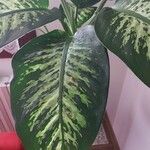 Dieffenbachia seguine Folio