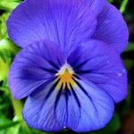 Viola lutea Flower