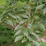 Celtis australisLeaf