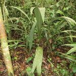 Geonoma macrostachys Хабит