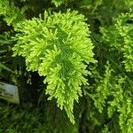 Selaginella pallescens Ліст