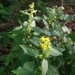 Solidago flexicaulisBlad