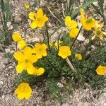 Ranunculus ollissiponensis Flower