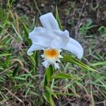 Sobralia chrysostoma 花