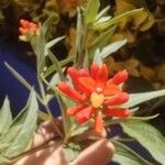 Bouvardia ternifolia Blüte