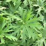 Geranium wlassovianum Yaprak