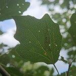 Populus × canescens Ліст