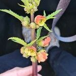 Scrophularia sambucifolia Flor