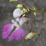 Impatiens balfourii Kvet