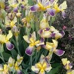 Iris variegata Õis