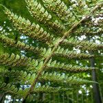 Polystichum braunii Ovoce