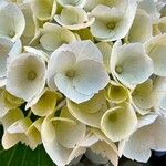 Hydrangea arborescensÕis