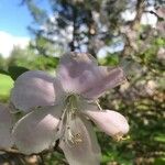 Rhododendron schlippenbachii Blüte